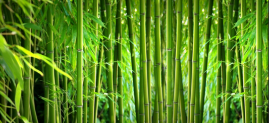 Bambú - El material más ecológico del mundo
